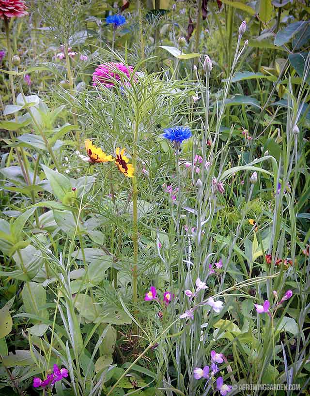 Growing Wildflowers from Seed