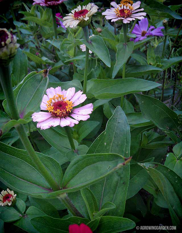 Growing Zinnias from Seed in a Wildflower Bed