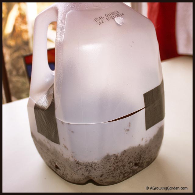 Growing Plants from Seed