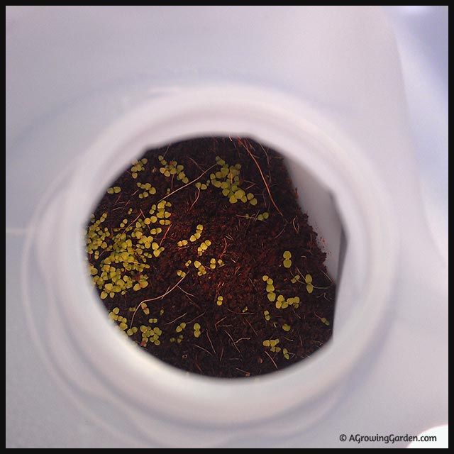 Winter Sowing Vegetable Seeds