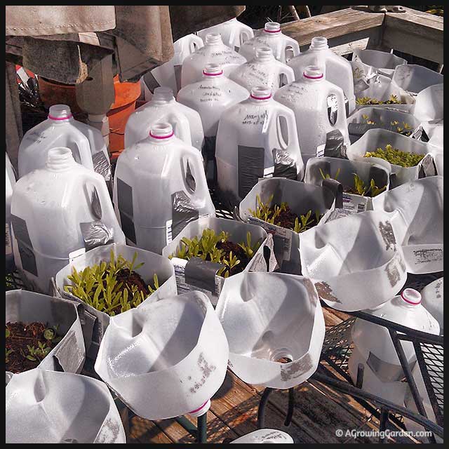 Starting a Garden from Seed