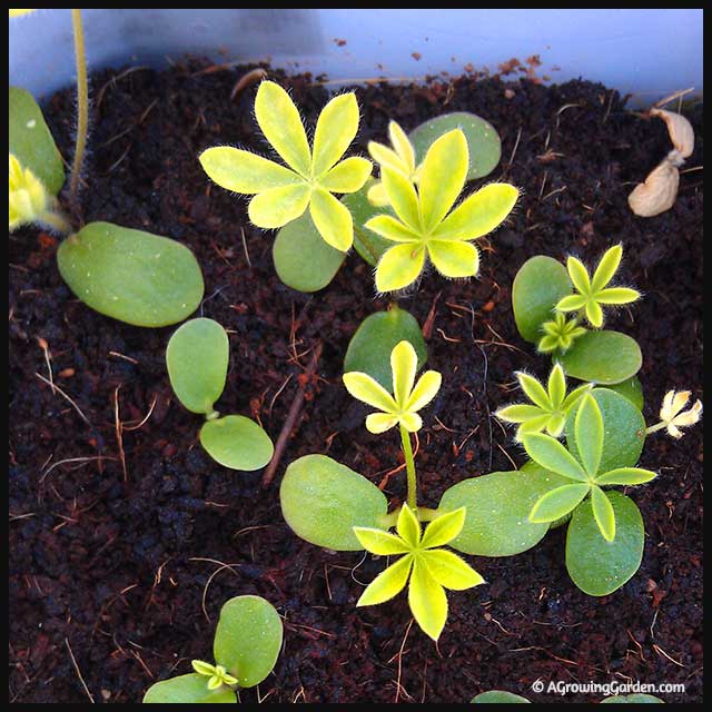 Growing Plants from Seed