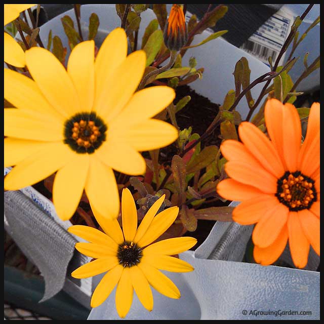 Starting Flowers from Seed