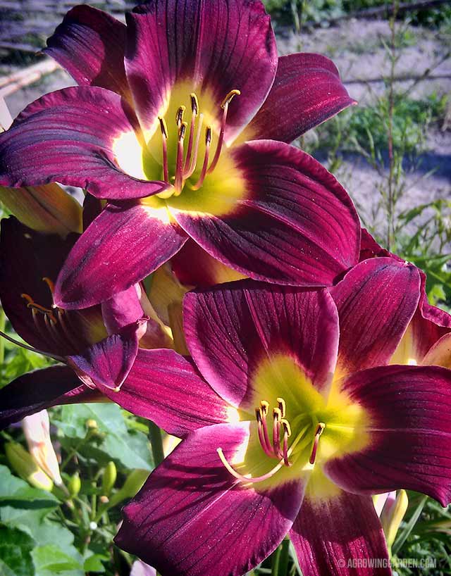 Red Daylily Flowers - Woodside Ruby