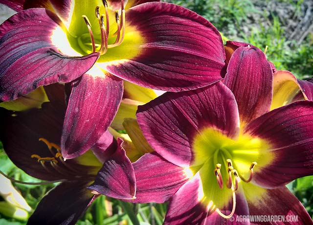 Deep Red Daylily Flowers - Woodside Ruby
