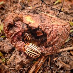 Colorado Potato Beetles in April - Say It Isn't So!
