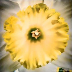 Growing Daffodils - My Favorite Spring Bulb!