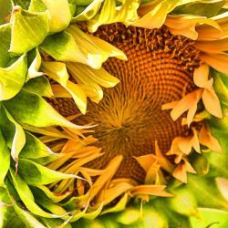 Sunflowers - My Favorite Flower