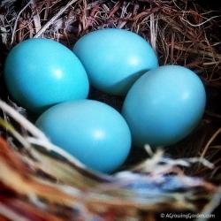 Bluebird Update! We've got Eggs!