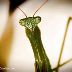 Praying Mantis - A Gardener's Best Friend