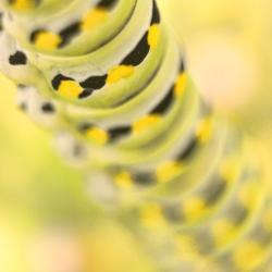 Swallowtail Caterpillar Print