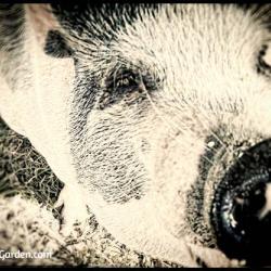 Our Neighbor, the Potbellied Pig