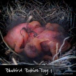Eastern Bluebird Babies: Hatched July 31 2013 - Day 1 Video