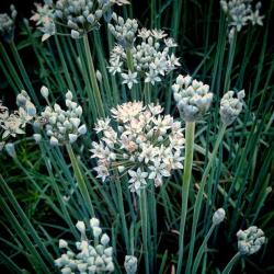 Why You Should Grow Garlic Chives