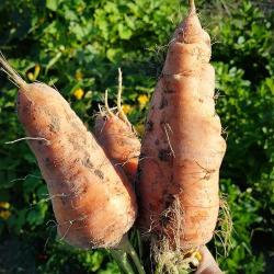 Storing Carrots in the Ground for Winter