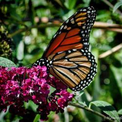 Plants That Attract Butterflies to Your Garden