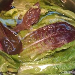 How to Wash Lettuce Picked From Your Garden