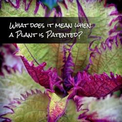 What Does it Mean When a Plant is Patented?