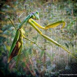 The Praying Mantises are still hanging in there...