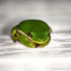 Another Tree Frog ... Just Because