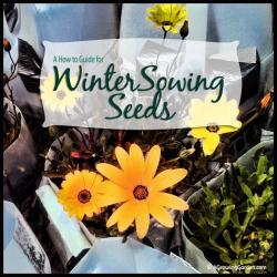 Winter Sowing Seeds: A How to Guide